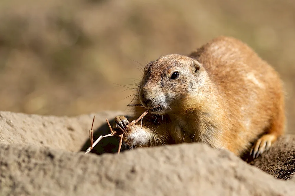 Black-tailed Meadow Dog