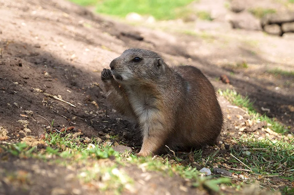 Black-tailed meadow dog