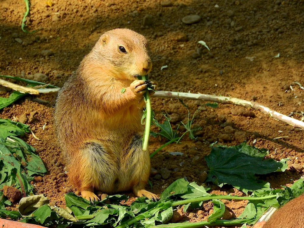 Giant gopher in the burrow