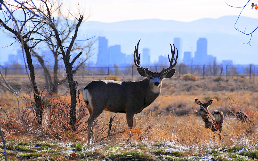 Black-tailed deer