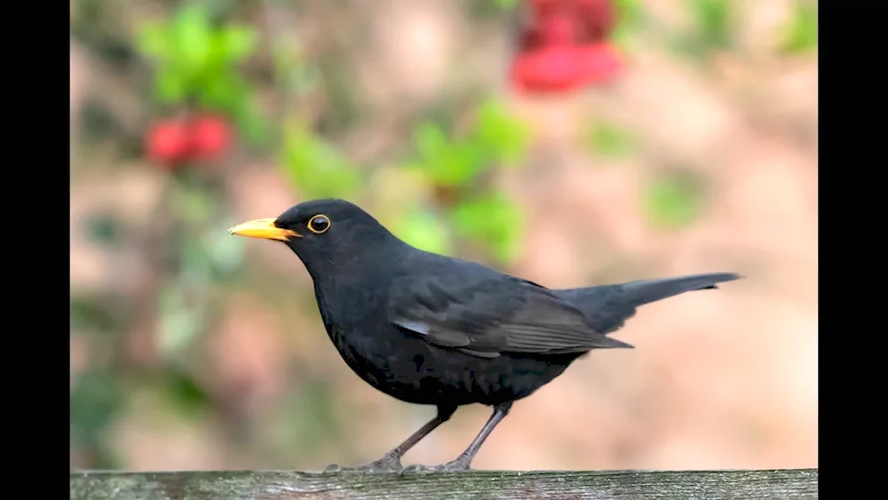 Black Thrush