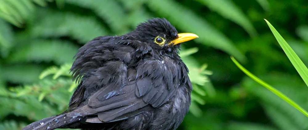 Blackbird with a black beak