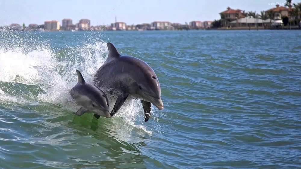 Black Sea dolphin