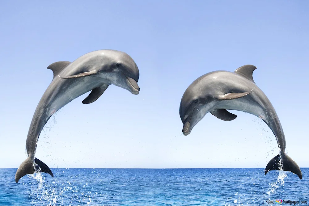 Dolphins