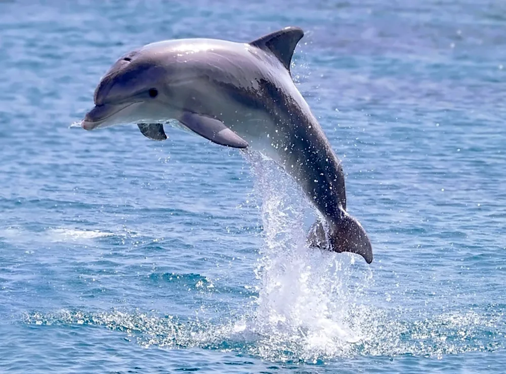 Dolphin white-sided dolphin