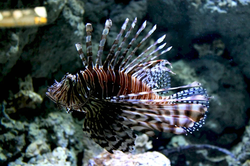 Black Sea Scorpion Eel