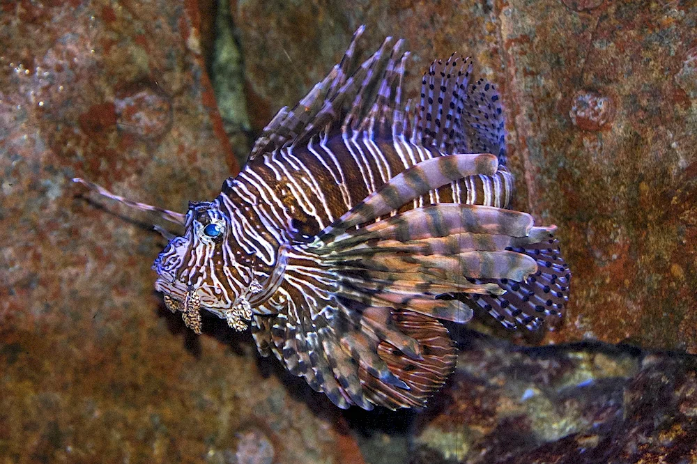 Black Sea Scorpion Eel