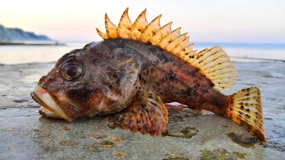 Unusual marine fish