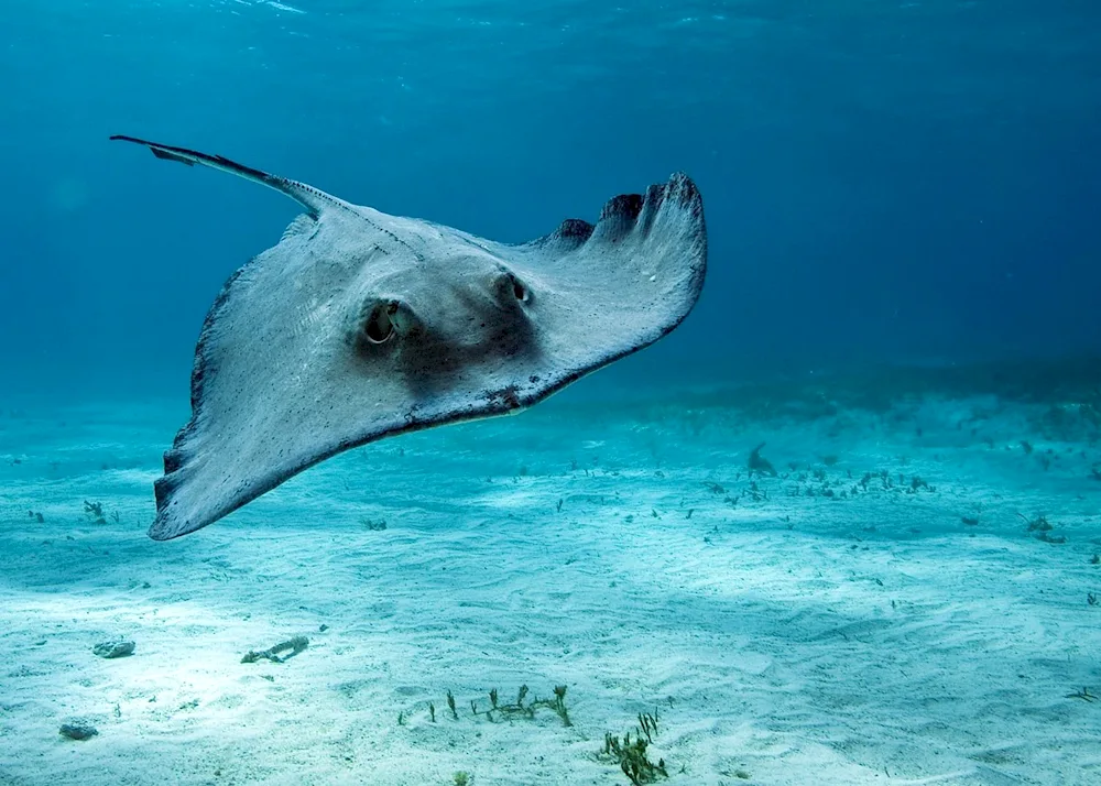 Black Sea Stingray Stingray Tailed Stingray