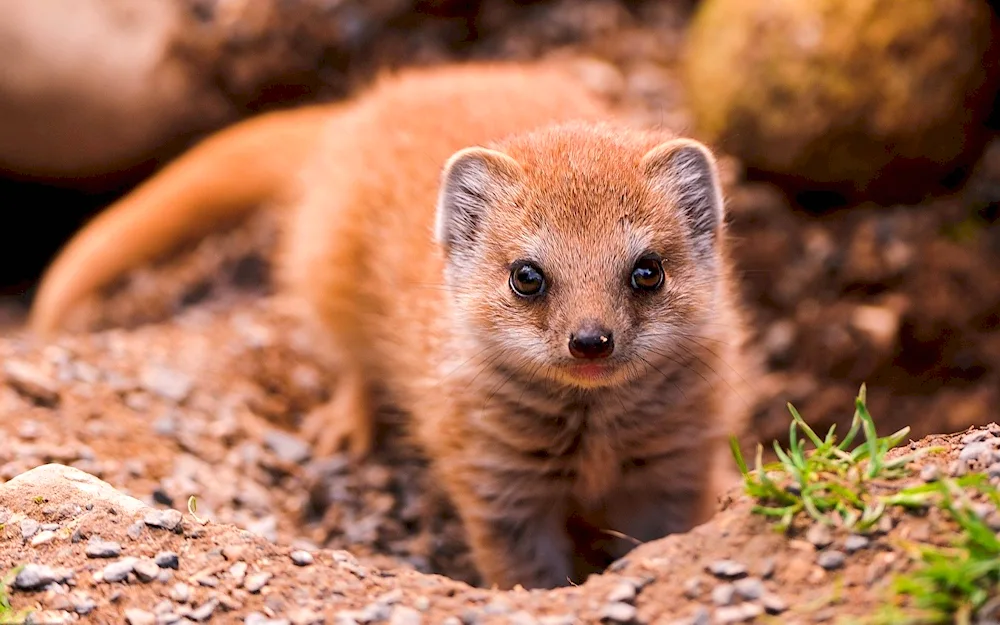 Black-footed leopard Mongoose