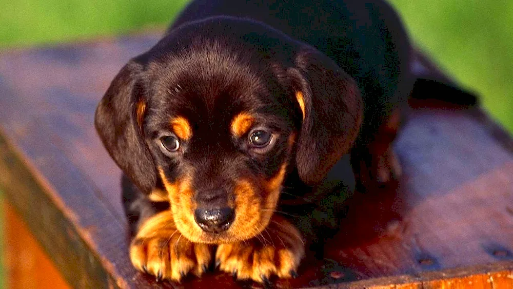 Black and Spaniel Kunkhound