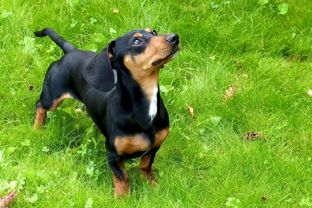 Rottweiler and dachshund