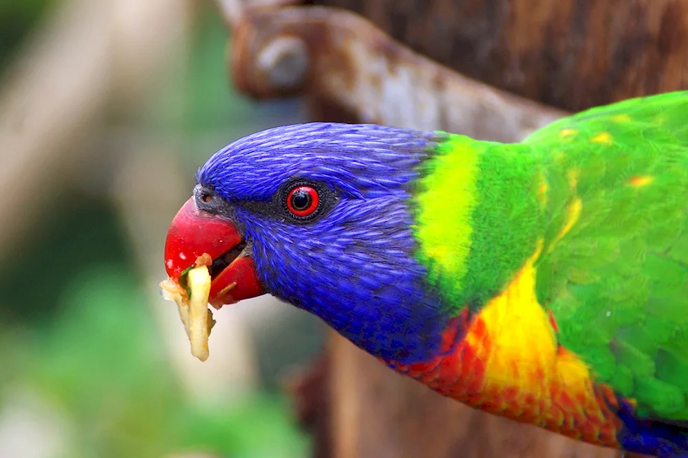 Lorikeet Goldie