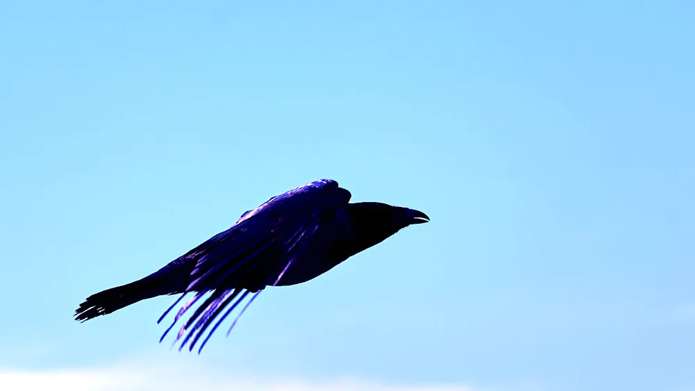 Crow feathers