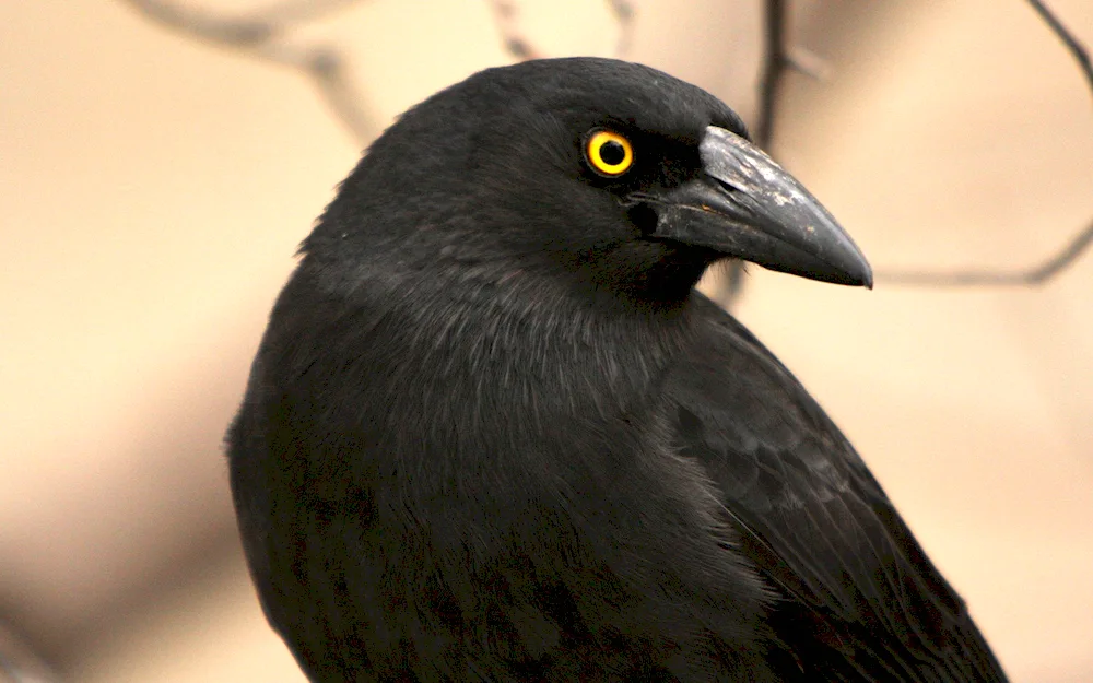 Black-bellied Blackbird