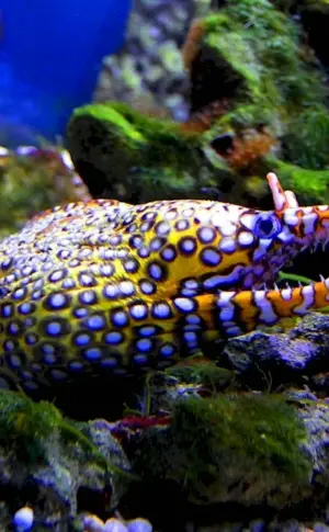 Black-spotted moray eel