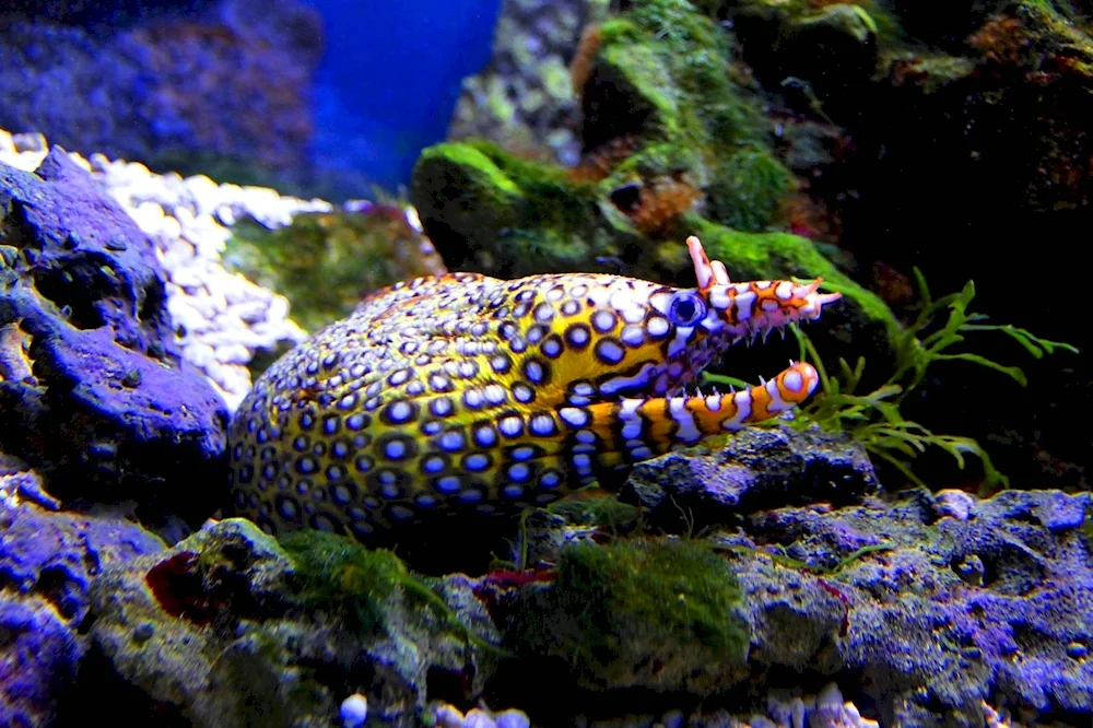 Black-spotted moray eel