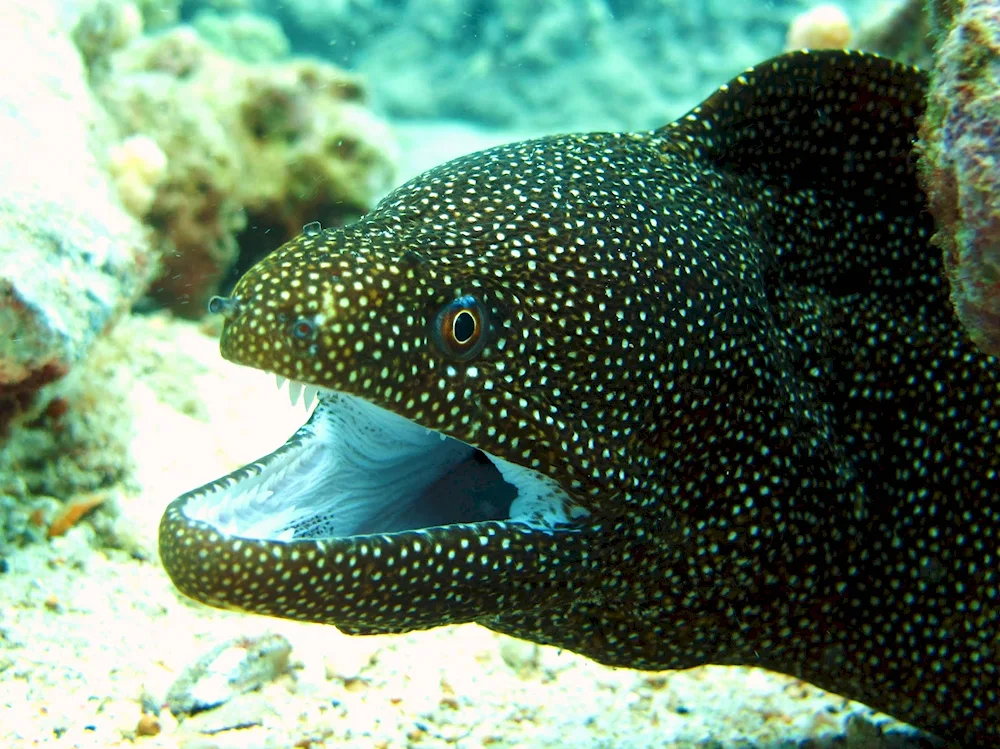 Mourene fish in the Red Sea Egypt