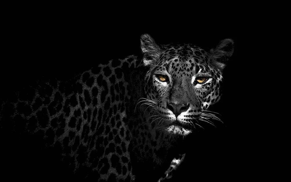 Black Wallpaper