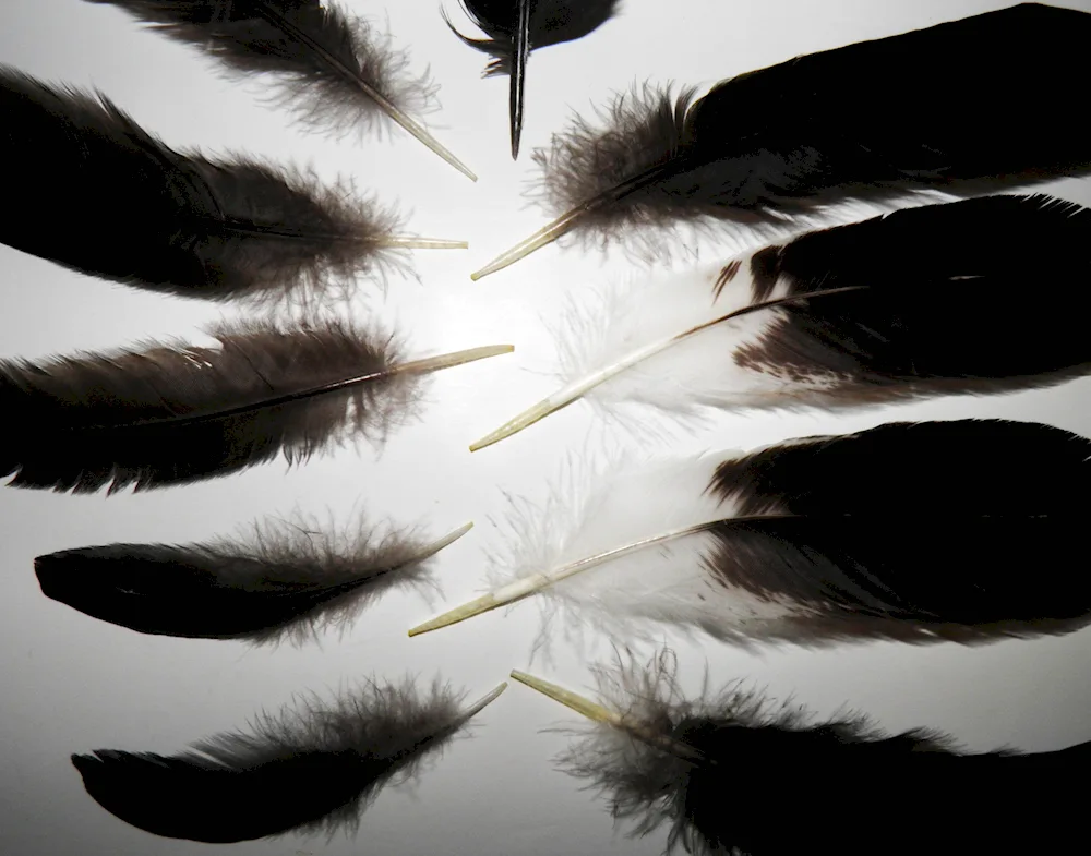 Bird feathers