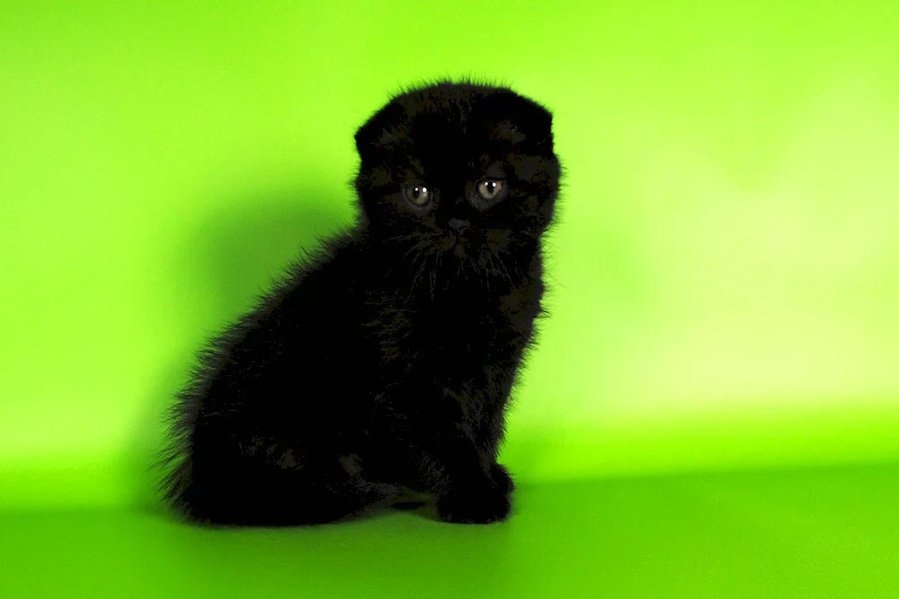 Black Scottish lop kittens