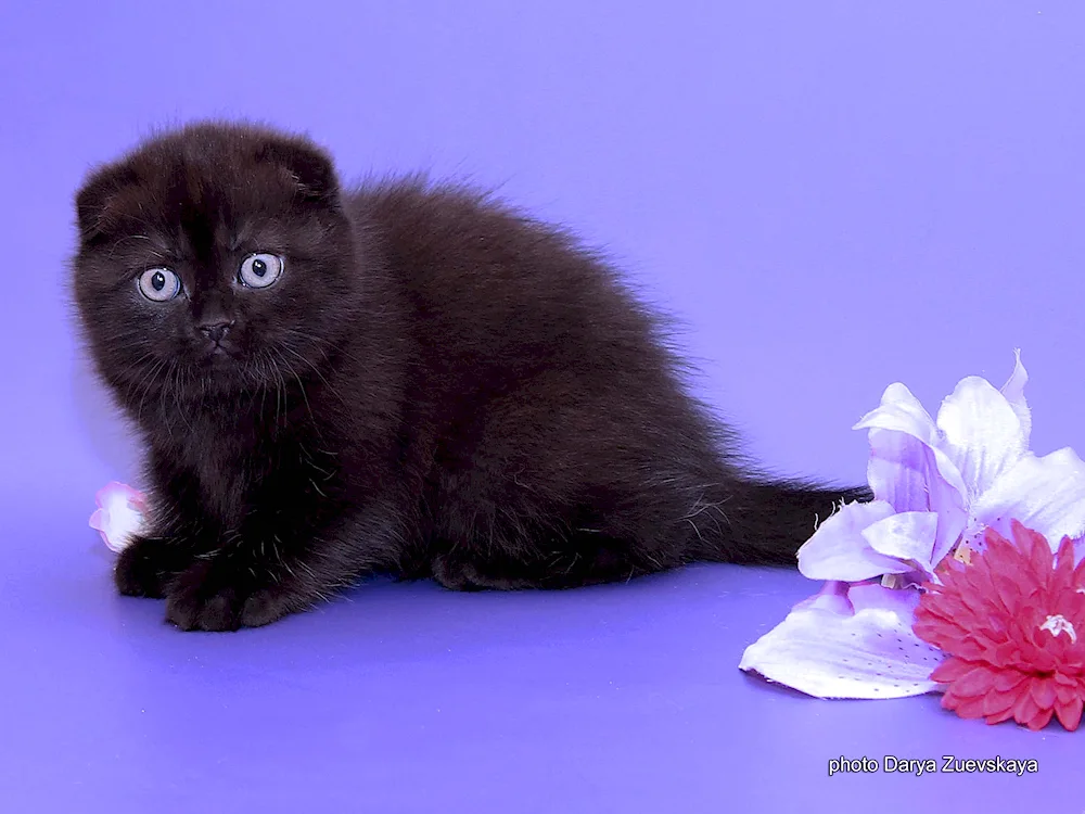 Scottish lop cat black