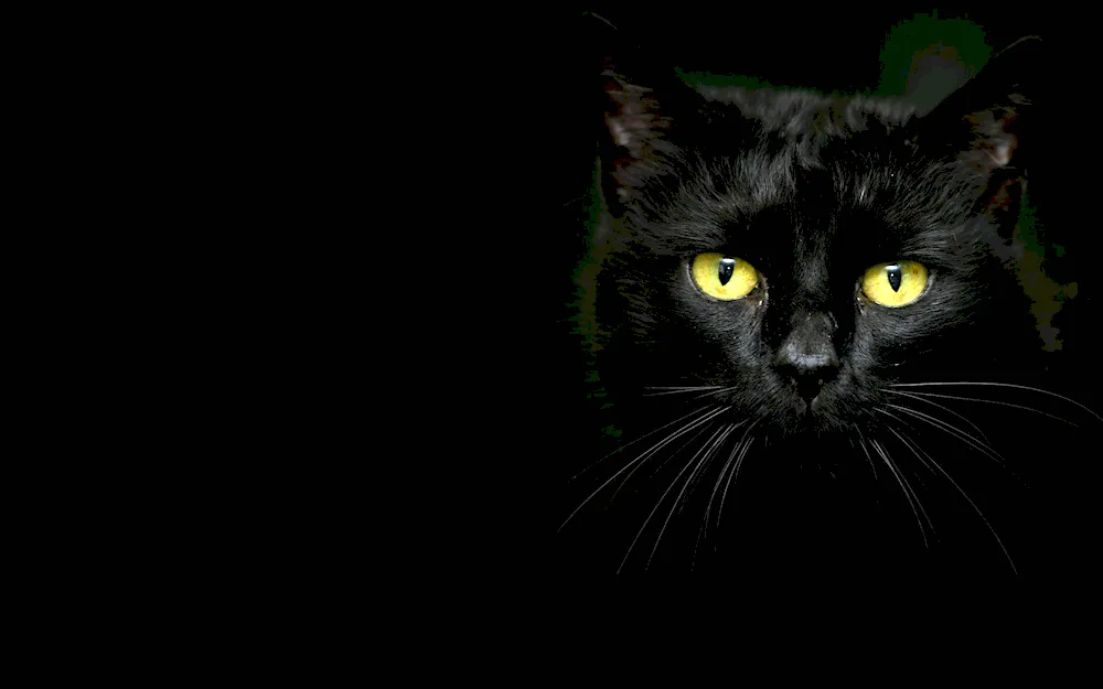 black cat