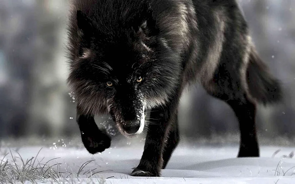 Black Alaskan wolf