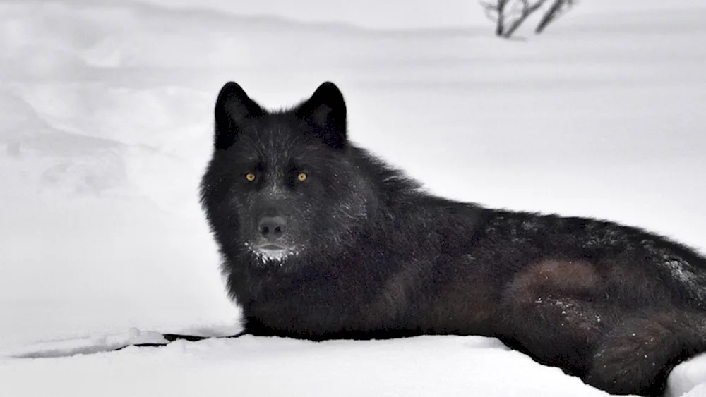 Black Wolf