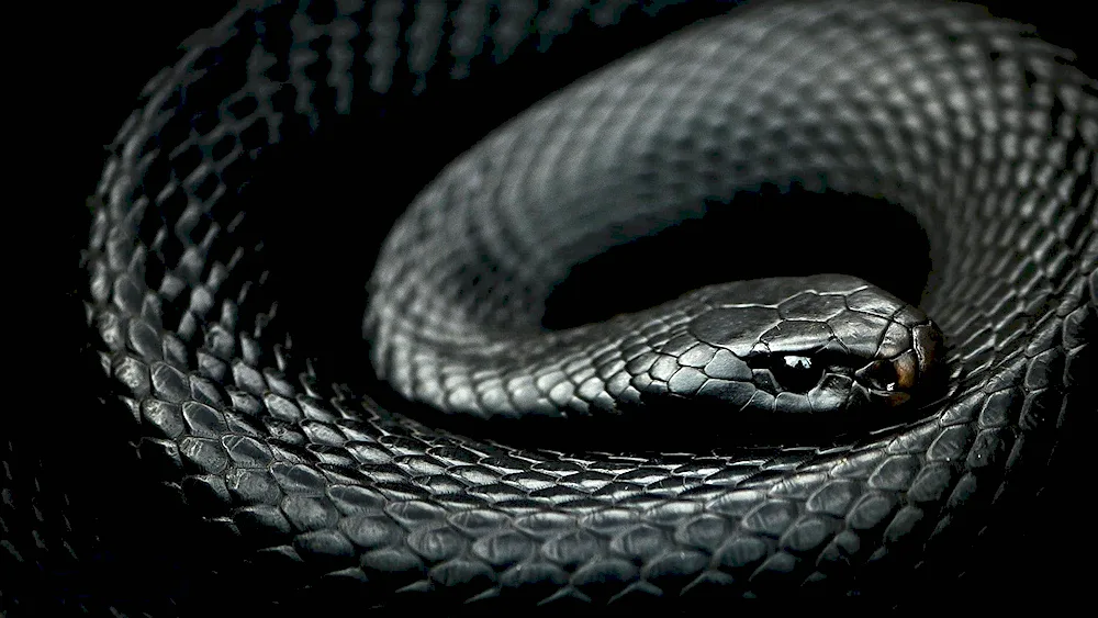 Green Aspid snake