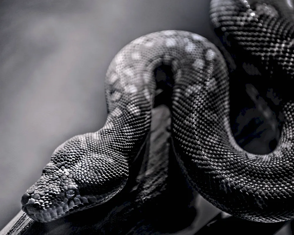 Black Aspid python Snake