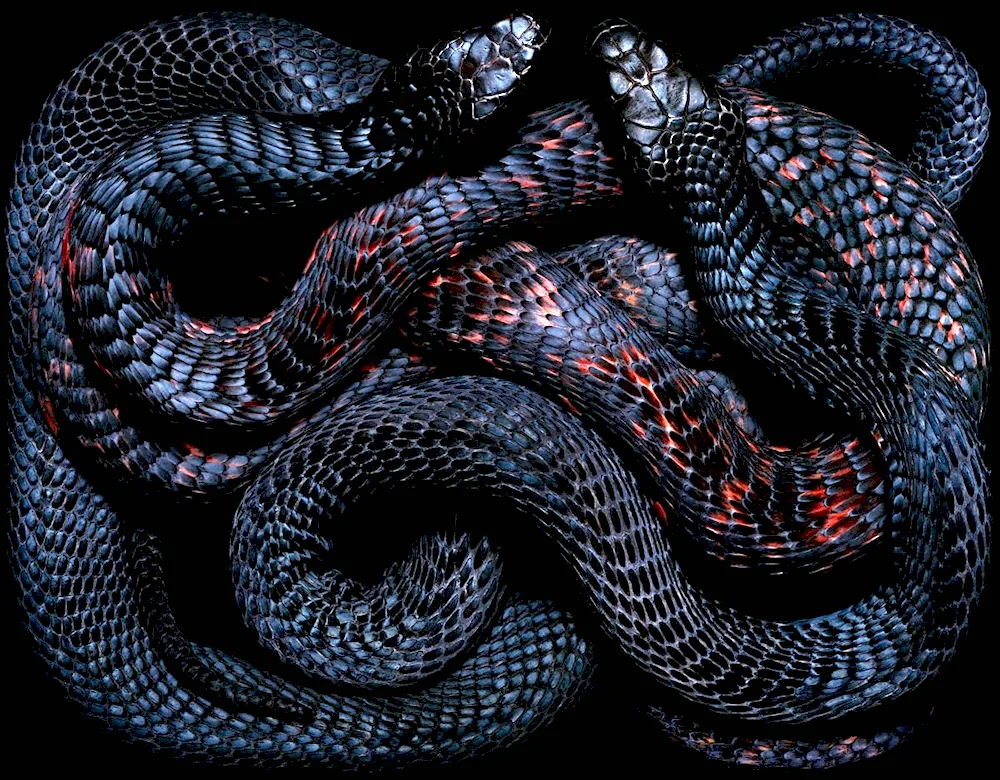 Black aspid snake