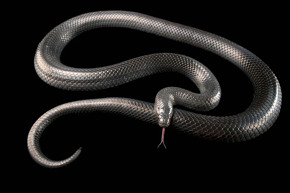 Black Aspid snake