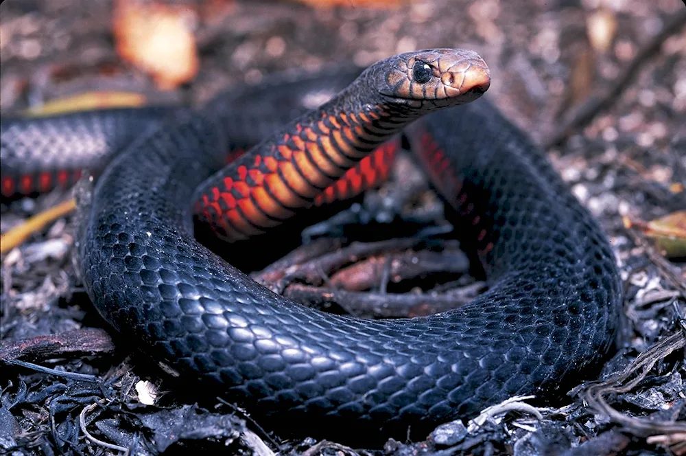 Black Aspid snake