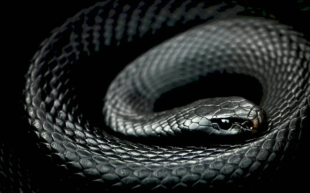 Black Aspid snake