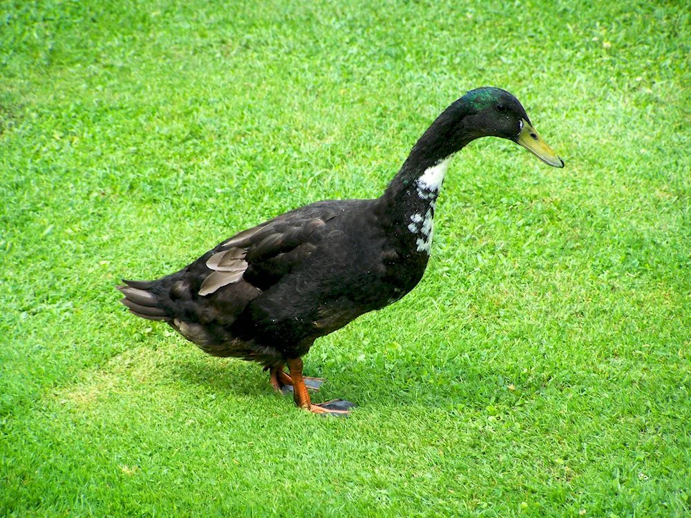 Black-crested duck