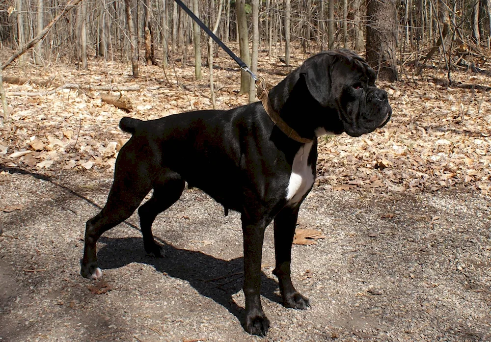 Black boxer dog