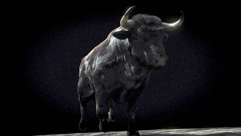 Black bull