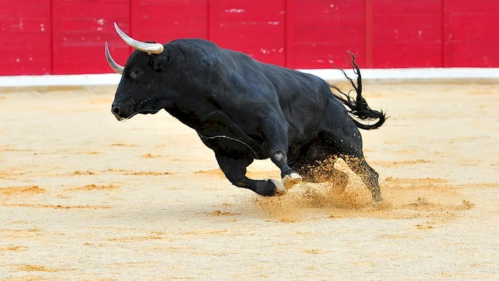 Iberian fighting bull