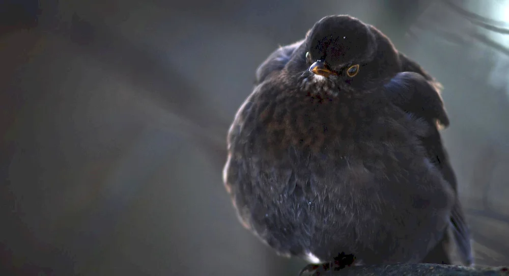 Black-beaked Thrush