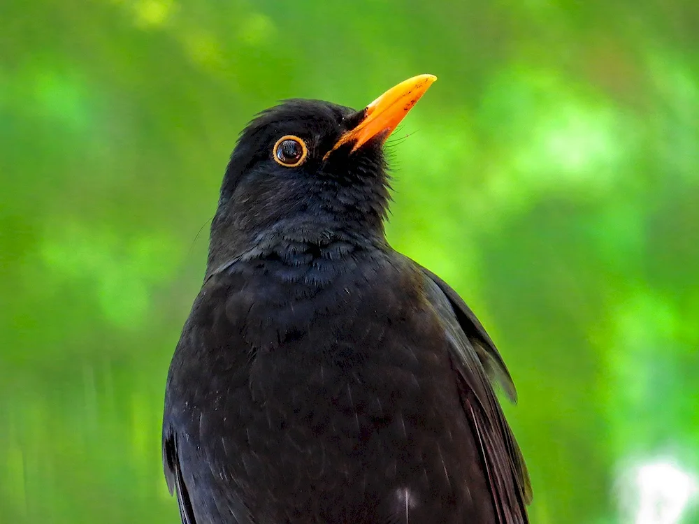 Black-backed Songbird