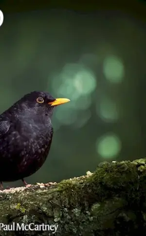 Blackbird