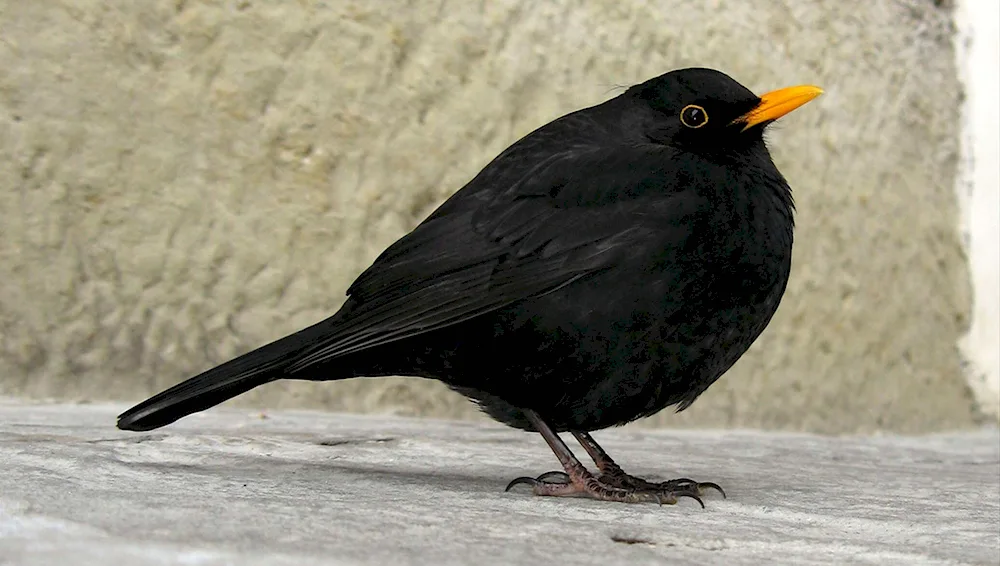 Black-billed Thrush with red beak