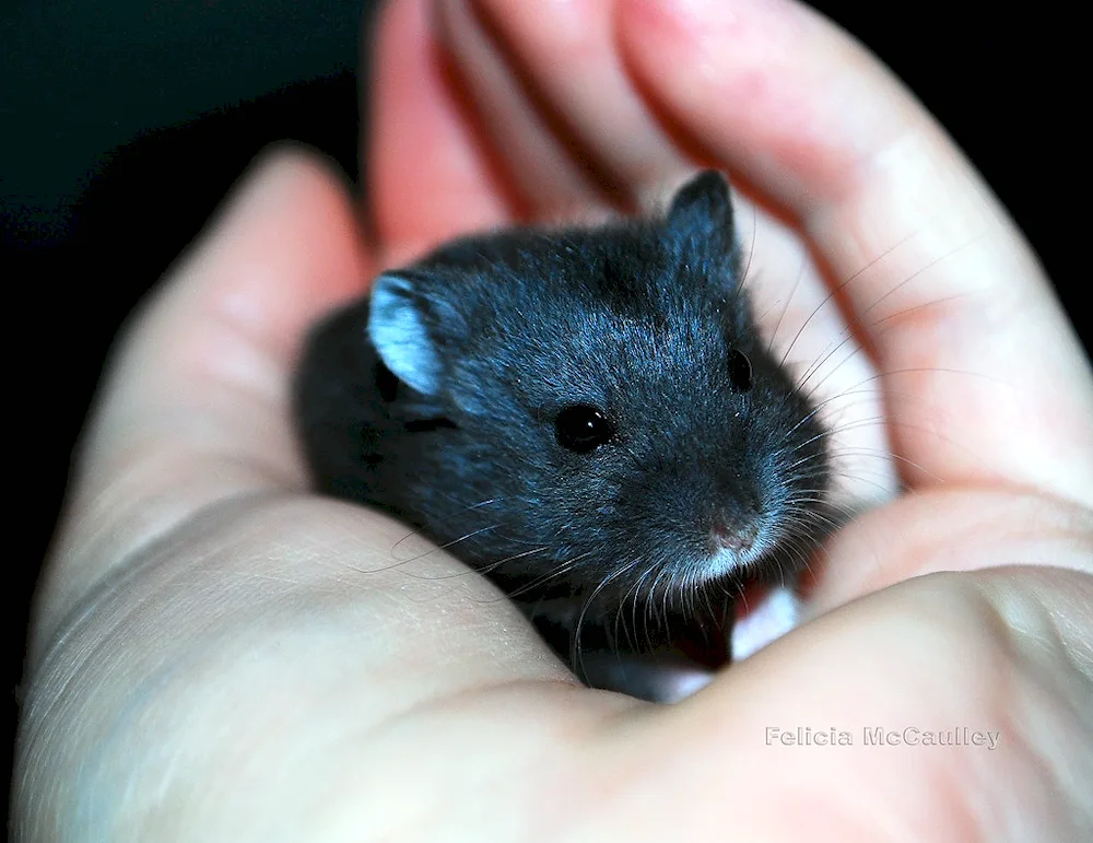 Black Jungarian hamster