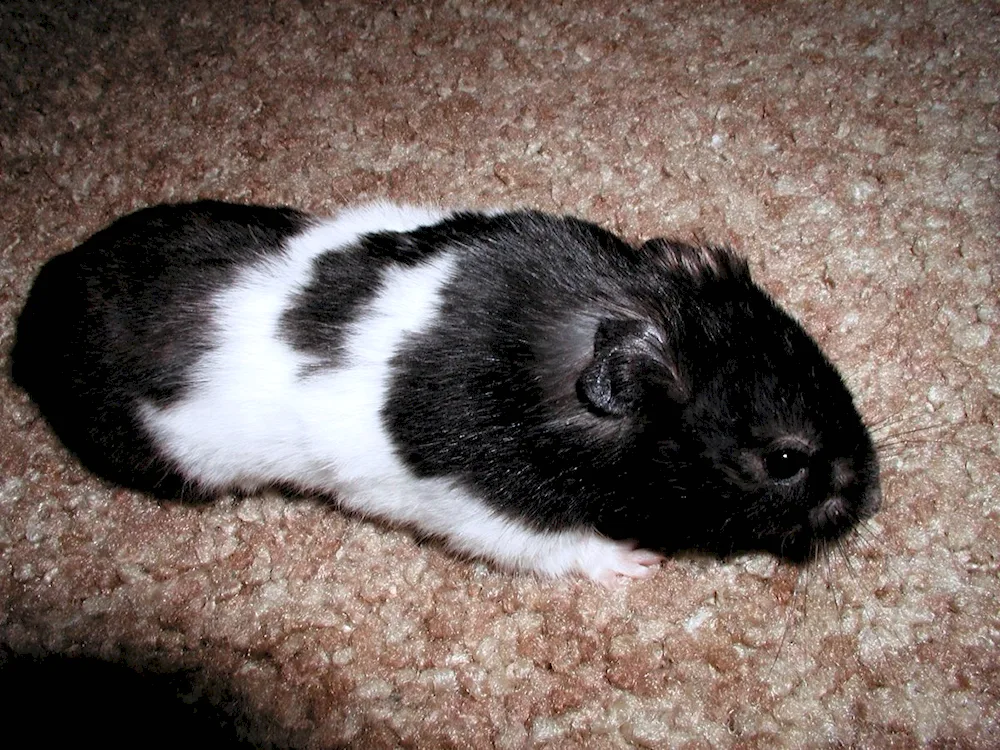 Black Jungarian hamster