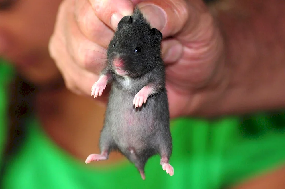 Angora hamster