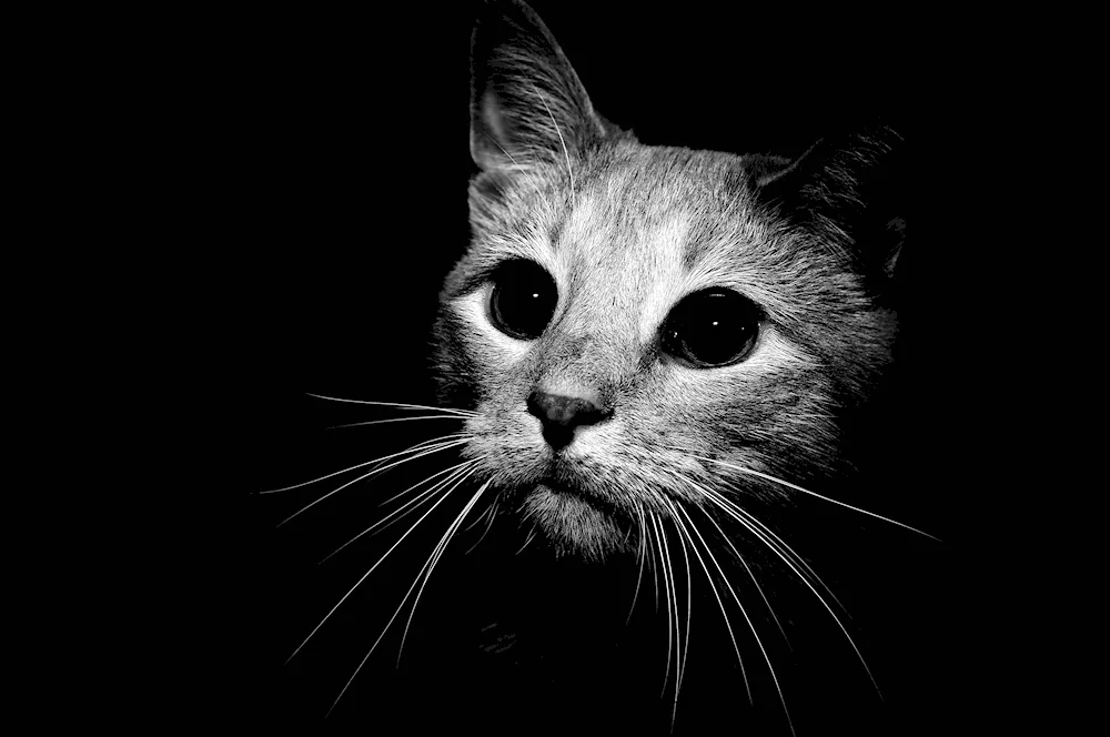 Black background picture
