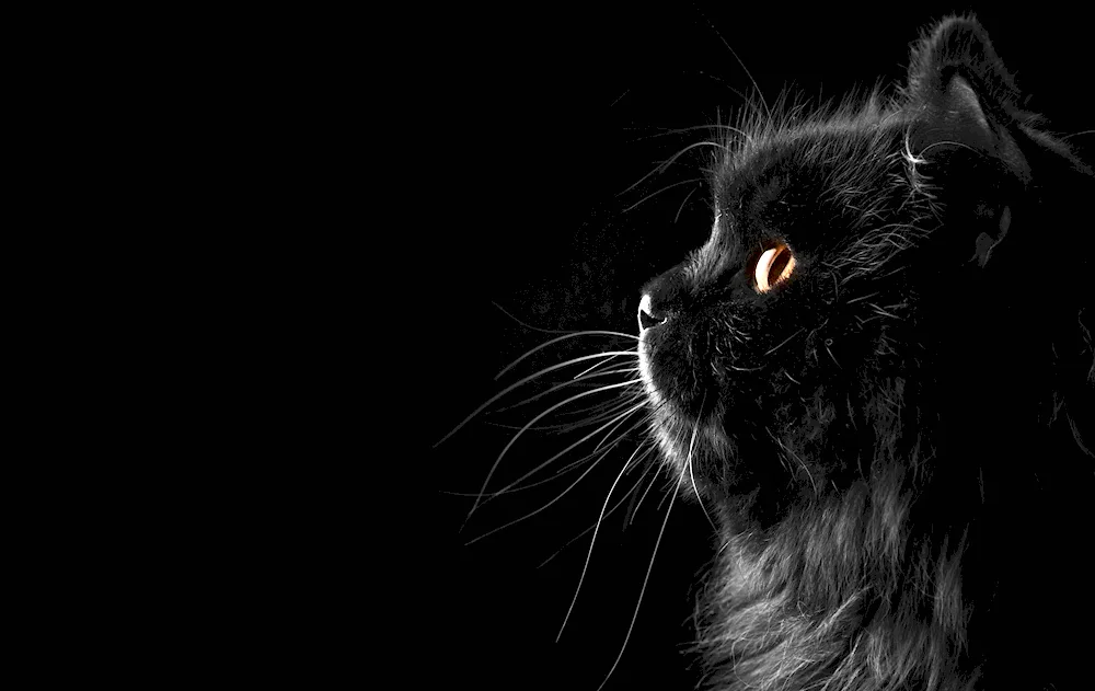 Black cat