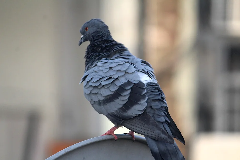 Black Throated Dove. Pigeon