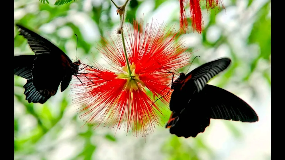 Black Cardinal butterfly